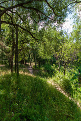 Obraz premium green summer foliage details abstract background