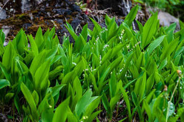 green summer foliage details abstract background