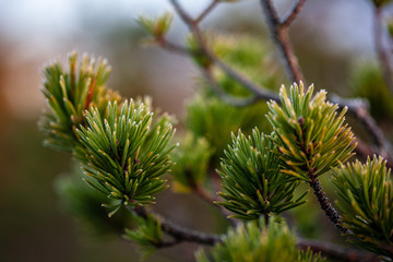 pine tree trunks and branches with green needles in swamp area