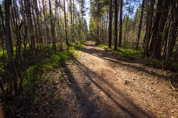 wet empty forest in early spring trees without leaves