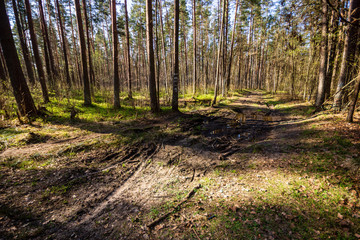 Obraz premium wet empty forest in early spring trees without leaves