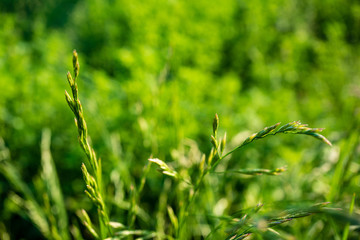 green summer foliage details abstract background