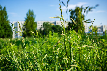 green summer foliage details abstract background