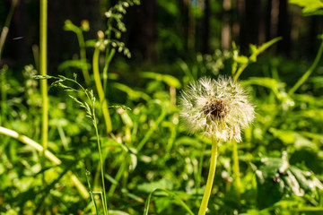 green summer foliage details abstract background