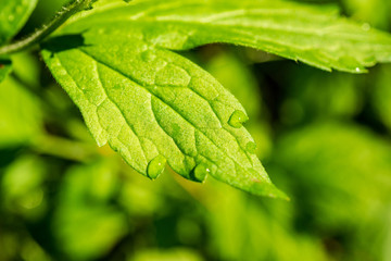 green summer foliage details abstract background