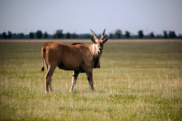 Naklejka na ściany i meble antelope in field
