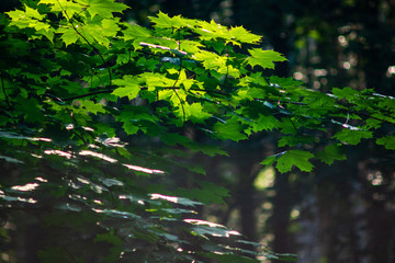 green summer foliage details abstract background