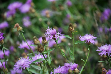 Blossom cornflower with purple image of flowers