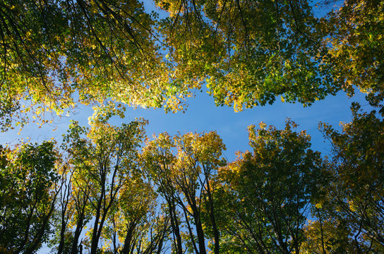 Low angle view of Bigleaf maple tree canopy in autumn
