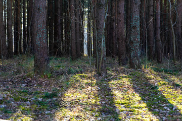wet empty forest in early spring trees without leaves