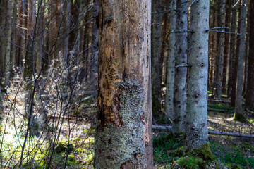 Fototapeta premium wet empty forest in early spring trees without leaves