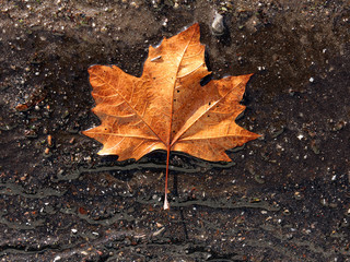 dead plane tree leaf fallen on the ground