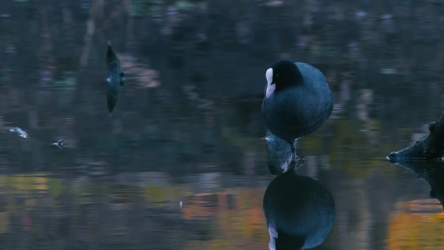 Eurasian coot standing is one leg in a lake in Hamburg Planten und Blomen available in 4k