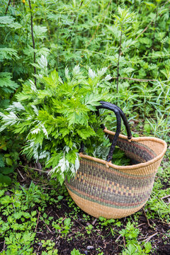 Basket containing mugwort