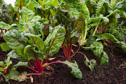 Rainbow Chard growing on an urban farm