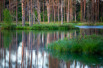 Obraz premium late evening sun over swamp lakes in summer
