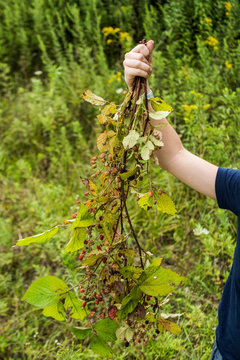 Woman holding raspberry branches