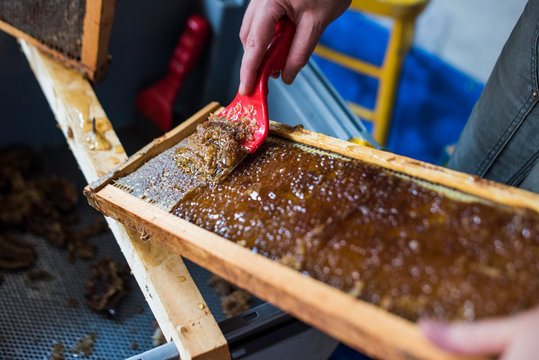 Beekeeper scraping off honey from a frame