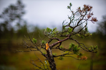 pine tree trunks and branches with green needles in swamp area