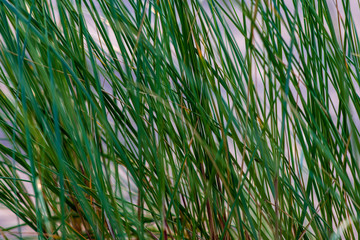 Obraz premium green summer foliage details abstract background