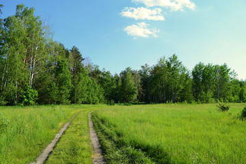 Long road in a green field near the forest