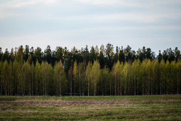 plain simple countryside spring landscape with fresh green meadows and forests