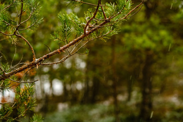 pine tree trunks and branches with green needles in swamp area