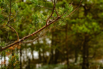 pine tree trunks and branches with green needles in swamp area