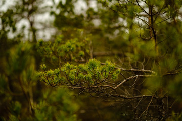 pine tree trunks and branches with green needles in swamp area