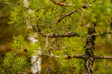 pine tree trunks and branches with green needles in swamp area