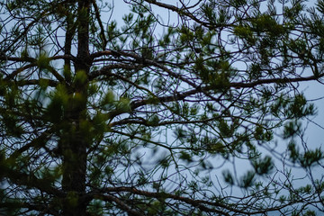 pine tree trunks and branches with green needles in swamp area