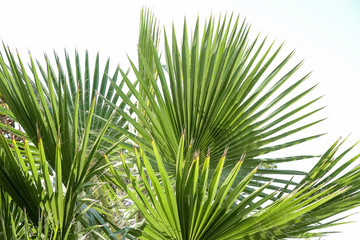palm tree leafs