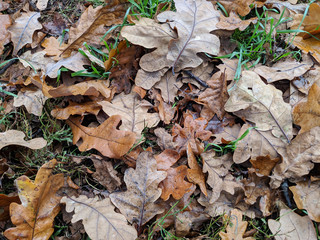 Fallen red oak leaves in autumn on the grass