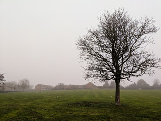 Bare oak tree in a park on a misty morning