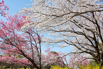 Japanese cherry blossoms tree during spring