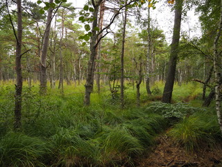 Darßer Weststrand, Nationalpark Vorpommersche Boddenlandschaft, Mecklenburg Vorpommern, Deutschland