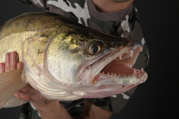 Fishing.  Zander fish. Studio.