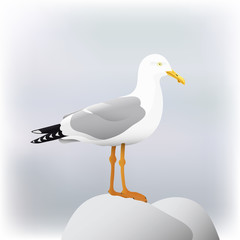 Seagull bird vector illustration