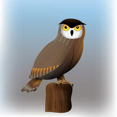 owl bird vector illustration
