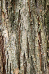 bark of a tree