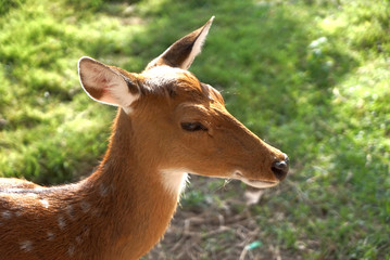 Naklejka na ściany i meble Deer is a beautiful terrestrial animal.