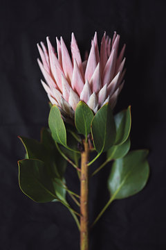 Beautiful pink king protea flower in Australia