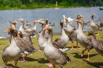 Group of ducks walking all together on the lawn