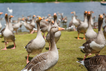 Group of ducks walking all together on the lawn