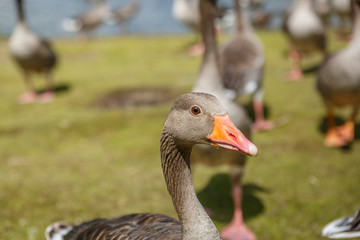 Closeup of a gray duck in a colony of ducks