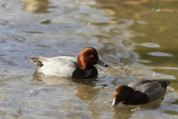 merican red head is american waterfowl,diving duck