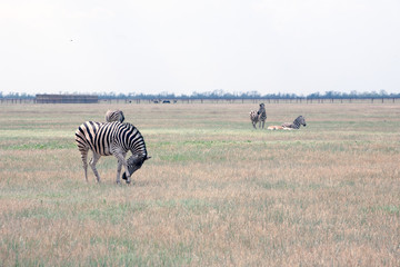 Fototapeta na wymiar herd of zebras 