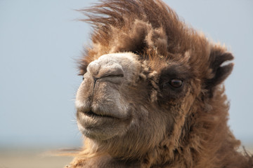 portrait of camel