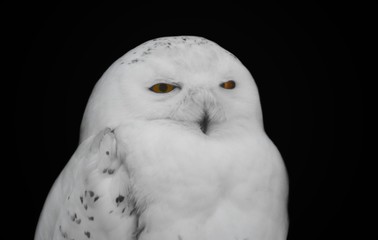 Fototapeta premium Portrait of a night bird of prey in with yellow eyes. Scattered white owl with bright eyes