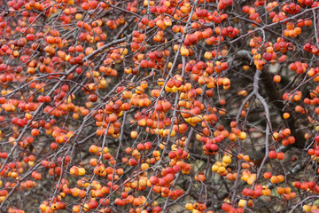Red Crabapples Tree